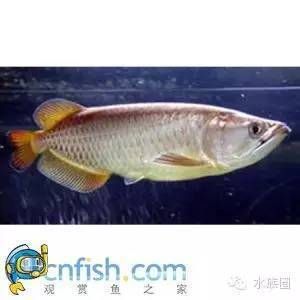 和龍魚很像的是什么（什么魚長得像龍魚一樣） 龍魚百科 第1張