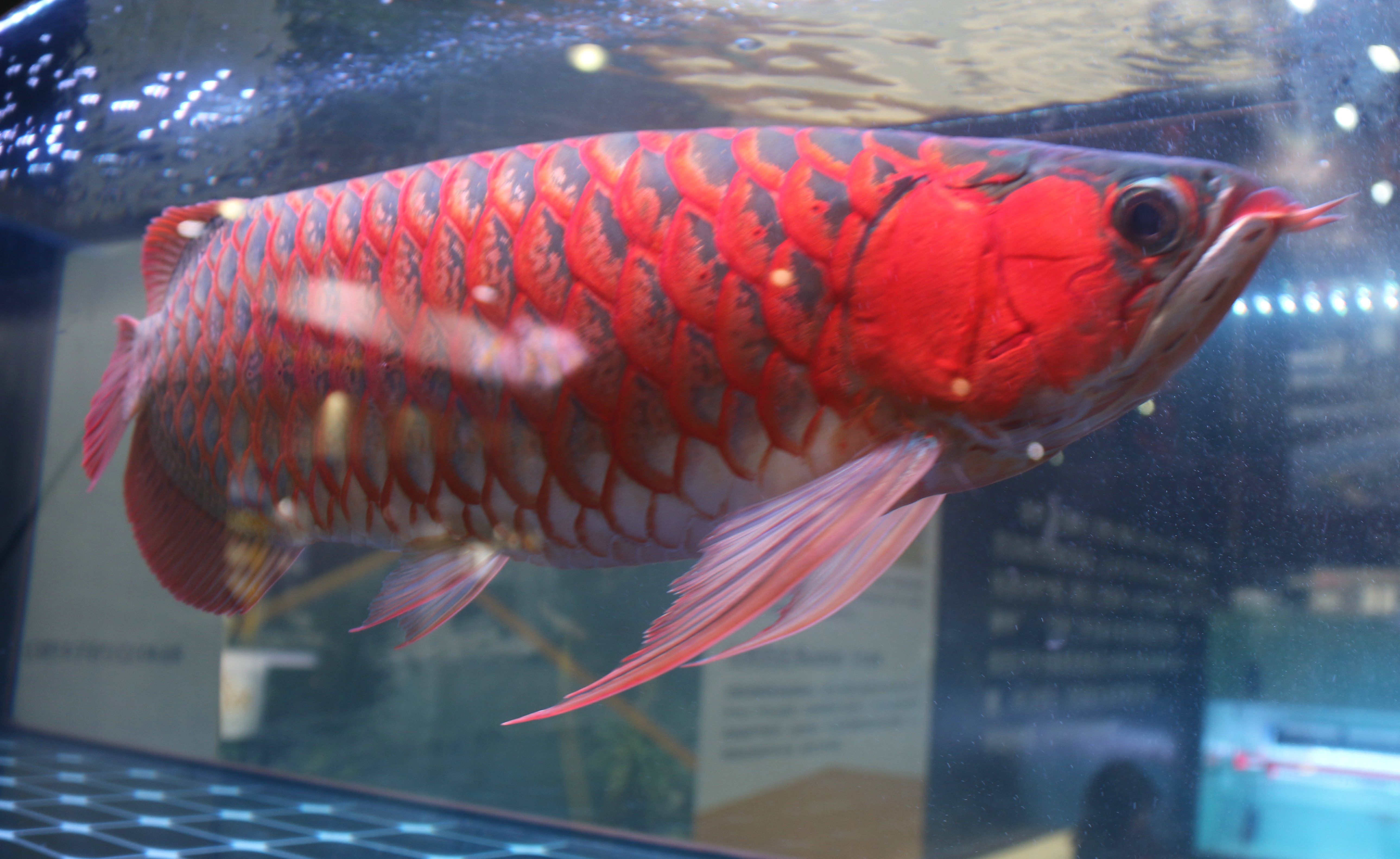 紅龍魚(yú)吃什么好消化食物（紅龍魚(yú)吃什么好紅龍魚(yú)吃什么最好紅龍魚(yú)吃什么最好）