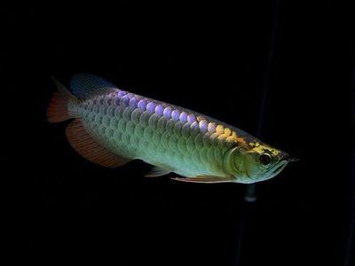 金龍魚批發(fā)祥龍魚場（祥龍魚場及其金龍魚批發(fā)業(yè)務(wù)） 龍魚百科 第4張