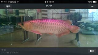 紅龍魚多久能長到40公分（紅龍魚從15-20厘米長到40公分大約需要1年時(shí)間）