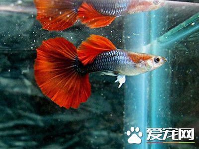 紅龍魚的正確飼養(yǎng)方法熱帶魚怎么養(yǎng)（紅龍魚的正確飼養(yǎng)方法） 龍魚百科 第2張