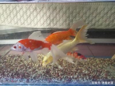 紅龍魚的正確飼養(yǎng)方法熱帶魚怎么養(yǎng)（紅龍魚的正確飼養(yǎng)方法） 龍魚百科 第3張