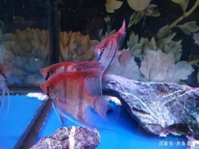 紅龍魚的正確飼養(yǎng)方法熱帶魚怎么養(yǎng)（紅龍魚的正確飼養(yǎng)方法） 龍魚百科 第4張