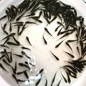 紅龍魚喂飼料好還是喂蝦好（關(guān)于紅龍魚喂養(yǎng)的建議）