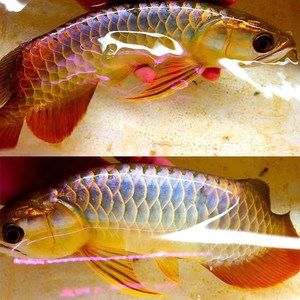 紅色的金龍魚(yú)好不好養(yǎng)活（養(yǎng)殖紅色金龍魚(yú)需要注意的問(wèn)題） 龍魚(yú)百科 第4張