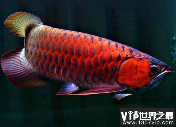 紅龍魚品種排名前十（十大最漂亮的龍魚品種排行榜前十的紅龍魚品種排行榜）