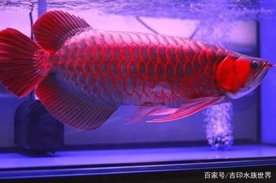 紅龍魚養(yǎng)多久才發(fā)色好（紅龍魚發(fā)色的幾個(gè)關(guān)鍵階段）