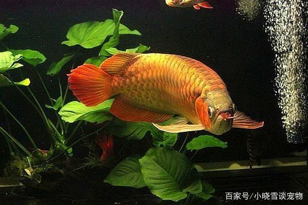 紅龍魚發(fā)色喂什么好（喂觀賞紅龍魚什么對發(fā)色好） 龍魚百科 第4張