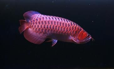 紅龍魚品牌排行榜前十名有哪些（2024年紅龍魚飼料品牌排行榜） 龍魚百科 第4張