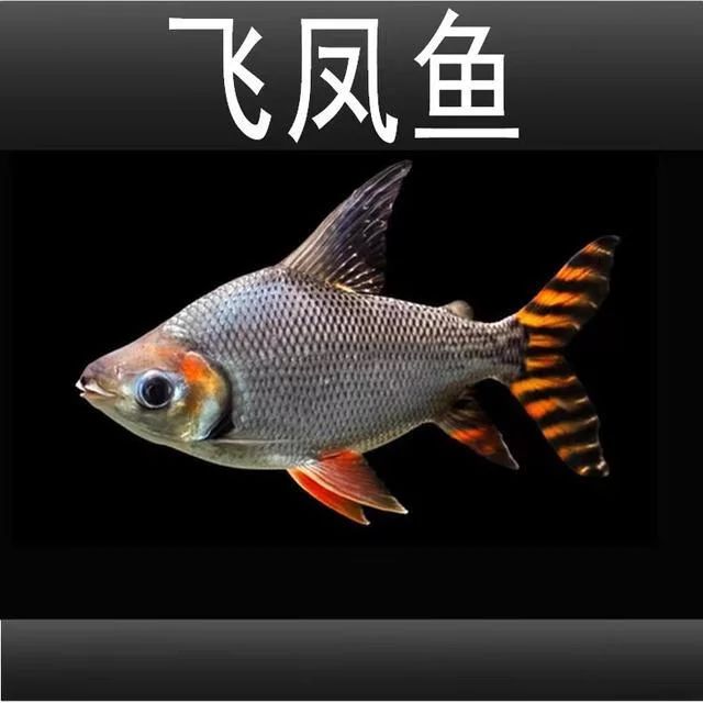 紅龍魚最佳5種配魚（紅龍魚與什么魚混養(yǎng)最好）