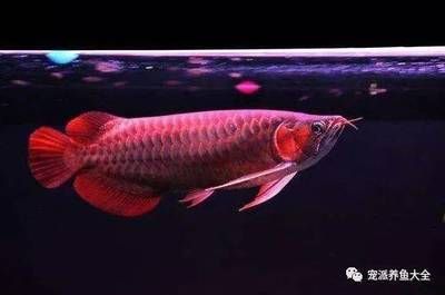 紅龍魚飼養(yǎng)技巧和方法圖解（紅龍魚的飼養(yǎng)技巧）