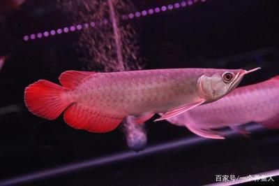 紅龍魚兜嘴是什么樣子（關(guān)于紅龍魚兜嘴的問題） 龍魚百科 第5張