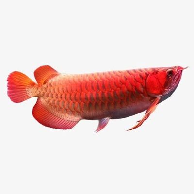 金龍魚 abcd（如何區(qū)分金龍魚） 龍魚百科 第7張