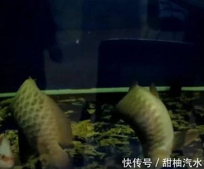 金龍魚27度水溫可以嗎（金龍魚水溫多少度合適金龍魚的水溫多少合適）