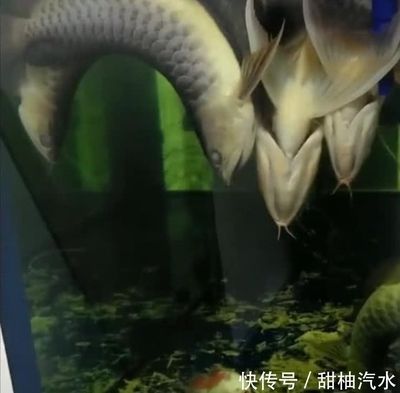 金龍魚27度水溫可以嗎（金龍魚水溫多少度合適金龍魚的水溫多少合適）