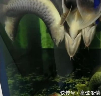 金龍魚27度水溫可以嗎（金龍魚水溫多少度合適金龍魚的水溫多少合適）