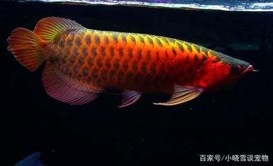 紅龍魚底色分幾種顏色（養(yǎng)紅龍魚用什么顏色） 龍魚百科 第6張