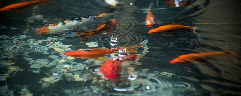 紅龍魚幼魚飼養(yǎng)技巧和方法（紅龍魚幼魚的飼養(yǎng)方法全攻略紅龍魚的飼養(yǎng)方法全攻略）