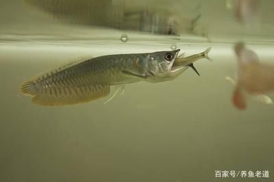 多大的銀龍魚可以喂泥鰍（銀龍魚可以喂泥鰍嗎） 龍魚百科 第2張