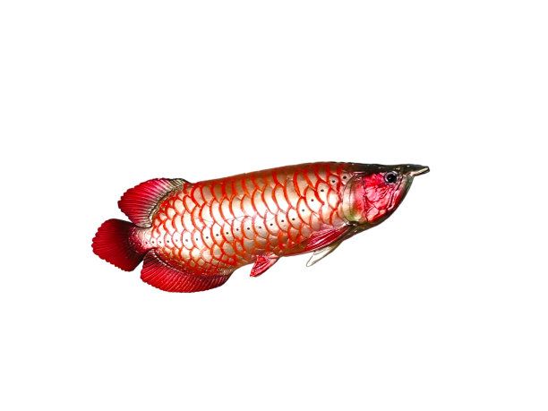 紅色龍魚寓意什么（紅色龍魚寓意著吉祥、福氣、平安,龍魚的寓意與講究） 龍魚百科 第3張