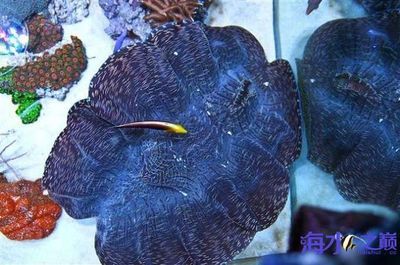 祥龍魚場水族館加盟費多少（“祥龍魚場水族館”加盟費用大約31.19萬至33.2萬） 龍魚百科 第4張