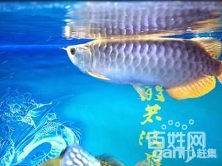 金龍魚35cm大概多少錢一條（金龍魚一般多少錢一條） 龍魚百科 第6張