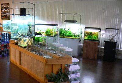 水族館加盟找祥龍魚場多少錢一個月（水族館加盟費(fèi)是多少） 龍魚百科 第3張