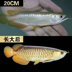 紅龍魚多久長大成型一次 龍魚百科 第7張