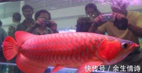 紅龍魚多久長大成型一次 龍魚百科 第6張