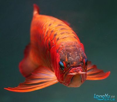 紅龍魚壽命多長（紅龍魚的壽命是多少年） 龍魚百科 第6張