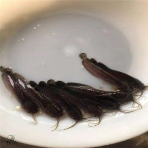 紅龍魚(yú)苗批發(fā)廠家 龍魚(yú)百科 第4張