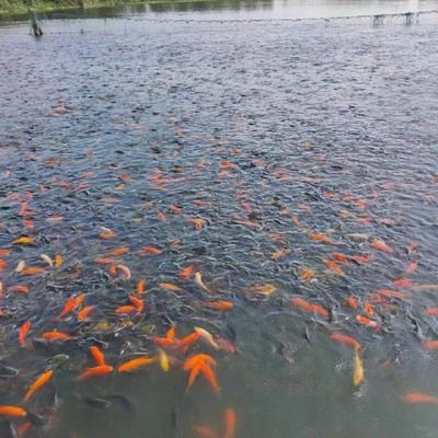 祥龍魚場觀賞魚怎么養(yǎng)的好一點（新手養(yǎng)觀賞魚怎么養(yǎng)殖觀賞魚怎么養(yǎng)護觀賞魚的小技巧） 龍魚百科 第7張