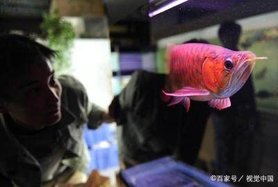 紅龍魚去哪里買便宜 龍魚百科 第6張