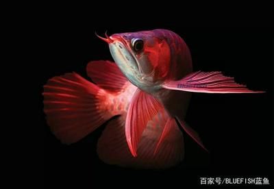 紅龍魚(yú)是怎么來(lái)的（紅龍魚(yú)是怎么來(lái)的？） 龍魚(yú)百科 第6張