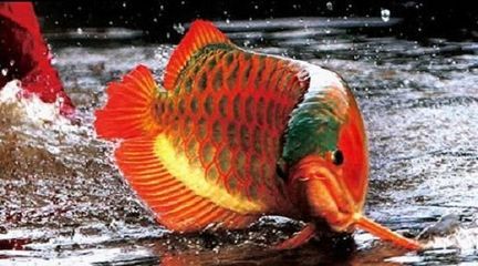 紅龍魚(yú)是怎么來(lái)的（紅龍魚(yú)是怎么來(lái)的？） 龍魚(yú)百科 第7張