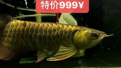 祥龍魚場(chǎng)的龍魚寓意好，風(fēng)水好（關(guān)于祥龍魚場(chǎng)的龍魚寓意及其風(fēng)水作用及其風(fēng)水作用） 龍魚百科 第1張