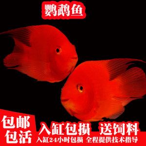 紅色的銀龍魚叫什么（我的銀龍魚的尾巴變成紅色是什么?。? title=