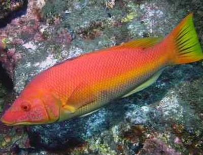 紅龍魚夏天魚缸水溫（夏季管理紅龍魚的魚缸水溫） 龍魚百科 第5張