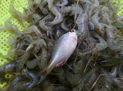 紅龍魚四大漁場排名第幾（紅龍魚四大漁場排名） 龍魚百科 第6張