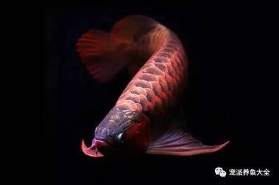 紅龍魚(yú)溫度多高會(huì)死亡（紅龍魚(yú)最低溫度是多少？） 龍魚(yú)百科 第3張