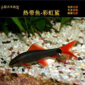 紅尾金龍魚吃什么飼料好（紅尾金龍魚吃什么飼料最好紅尾金龍魚吃什么飼料最好） 龍魚百科 第3張