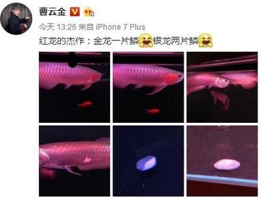 紅龍魚喂食小金娃怎么喂（紅龍魚喂食方法全攻略紅龍魚喂食正確方法全攻略） 龍魚百科 第6張