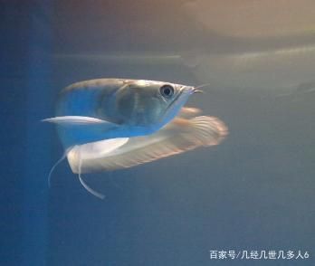 剛買銀龍魚怎么養(yǎng)（購買銀龍魚時(shí)，首先要挑選最一尾健康的銀龍魚） 龍魚百科 第2張