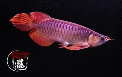 紅龍魚(yú)溫度多少最好（紅龍魚(yú)最佳發(fā)色溫度是28-32度）