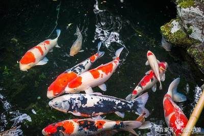 紅龍魚好不好養(yǎng)在魚缸里（養(yǎng)紅龍魚注意事項）