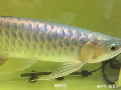 紅龍魚多長時間發(fā)色好：紅龍魚什么時候開始“發(fā)色”成長周期不容錯過