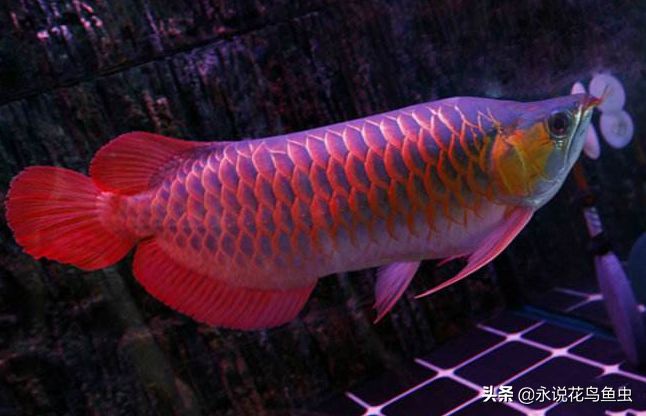 紅龍魚辣椒紅：世界上8大紅龍魚品種，一條價值高達268萬元!