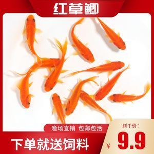 紅龍魚(yú)喂什么飼料好養(yǎng)又好看 龍魚(yú)百科 第4張