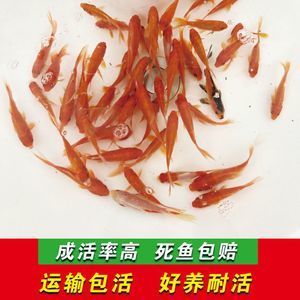 紅龍魚(yú)喂什么飼料好養(yǎng)又好看 龍魚(yú)百科 第6張