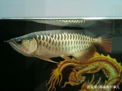 購買金龍魚需要注意什么細(xì)節(jié)：如何挑選金龍魚？ 龍魚百科 第1張